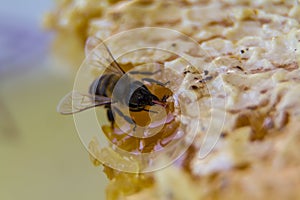 Bee macro shot collecting honey.