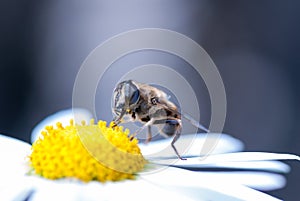 Bee