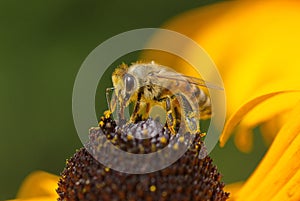 Bee macro yellow flower background