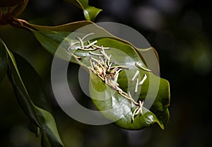 Bee on a magnolia tree leaf and stamens springtime pollination