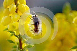 Bee on mahonia flowers