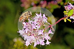 Bee on majoram