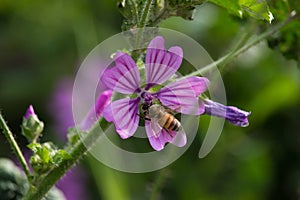 Bee on Malva Flowers on Sunset