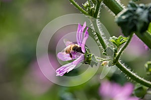 Bee on Malva Flowers on Sunset