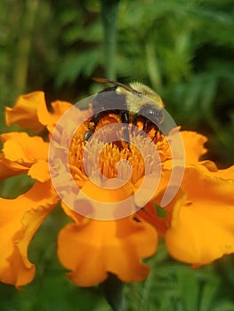 Bee on Marigold