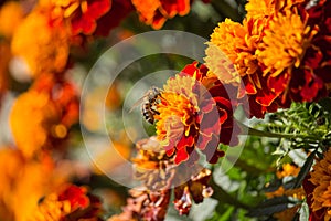 Bee on Marigold Flower on Sunset