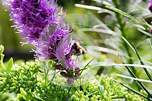 Bee on a mauve flower