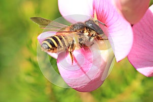 Bee_Megachile ericetorum