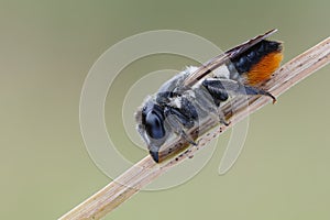 A bee (Megachile Latreille)
