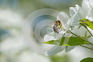 Bee melliferous