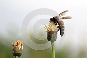 Bee on mexican daisy