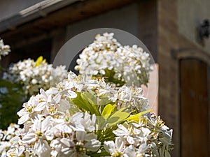 Bee on Mexican orange tree flower