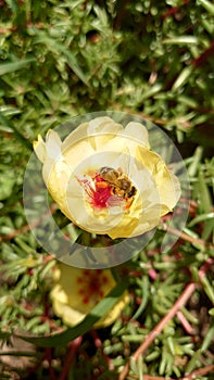 The bee, a most important insect in nature, pollinating a blooming garden flower