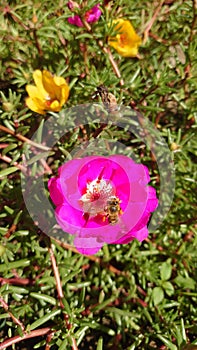 The bee, a most important insect in nature, pollinating a blooming garden flower