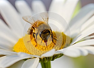 A bee on a Mother chrysanthemum