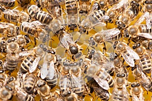 Bee mother on honeycomb with surrounded honeybees layong eggs photo