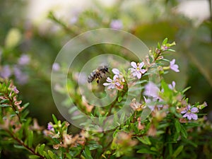 Bee in motion collecting necter