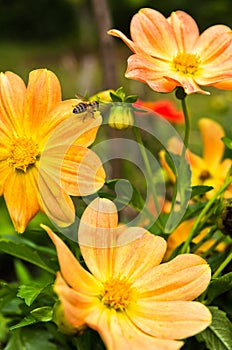 A Bee is moving from flower to flower while collecting pollen