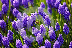 Bee on muscari flowers