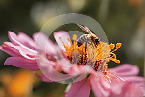 Bee the Natural Way of Pollination, created with Generative AI technology