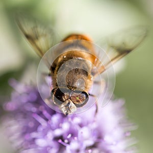 Bee on nature. macro