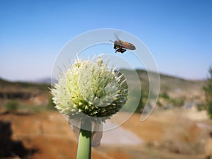 A bee is nearing a  green Chinese onion flowers