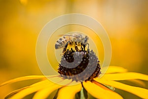 Bee Nectar Closeup