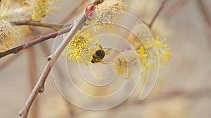 A bee with nectar on its leg pollinates a flower in nature. Close up slow motion.