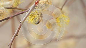 A bee with nectar on its leg pollinates a flower in nature. Close up slow motion.