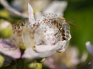 Bee nektar licking on blackbeery blossom