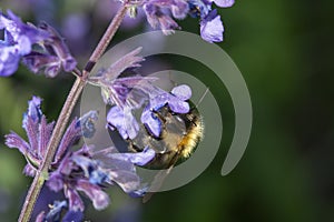 Bee on dwarf catmint