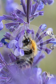 Bee on Nepata racemosa
