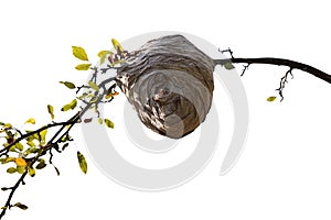 Bee Nest