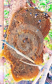 Bee nest  abandoned beehive empty honey beenest forest wild bee hive waxhive beecolony honeycomb cells closeup stock photo