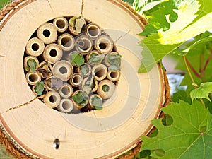 Bee nest box photo