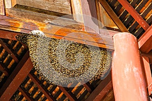 Bee nest at wooden temple