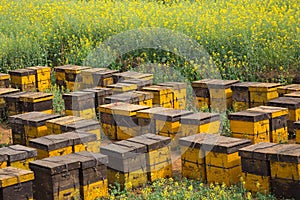 Bee nests on a flower garden.