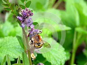 A bee nibbling on beautiful purple flowers
