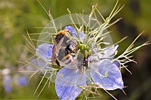 Bee and Nigella flower