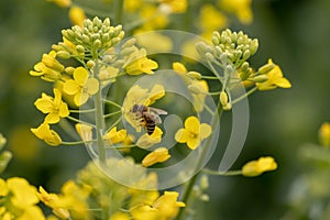 Bee on oilseed rape.  Honeybee takes pollen from the yellow rapeseed flower