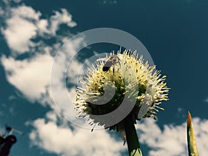 Bee on the onion's flower