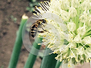 Bee on the onion's flower