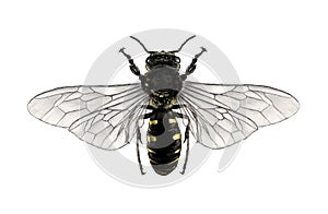 Bee with open wings top view symmetrically