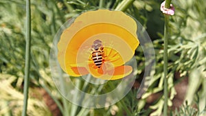 Bee with orange eschscholzia