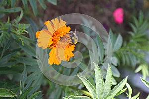 A bee on an orange flower