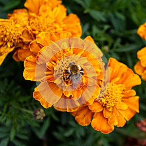 Bee on an orange flower