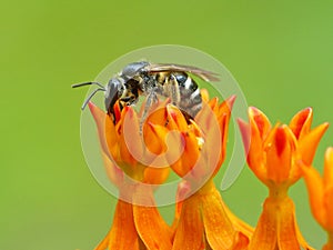 Bee On Orange Flower Cluster