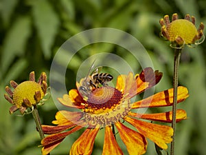 A bee on an orange helenium flower collects nectar.