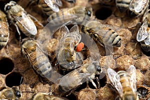 Bee with orange pollen on legs in hive