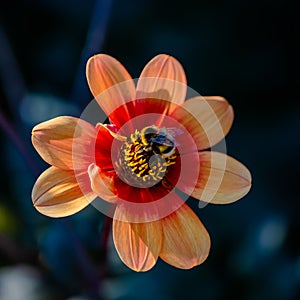 Bee on orange and red Dahlia with backlight. Dahlia Sunshine in bright sunlight with insect and dark background